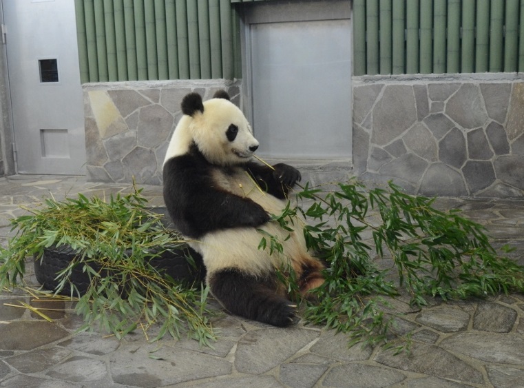 ２０１３年５月　王子動物園　筍旦旦_a0052986_05981.jpg