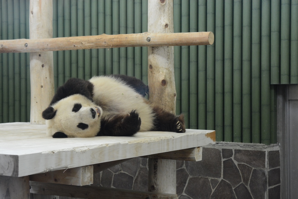 ２０１３年５月　王子動物園　筍旦旦_a0052986_06058.jpg