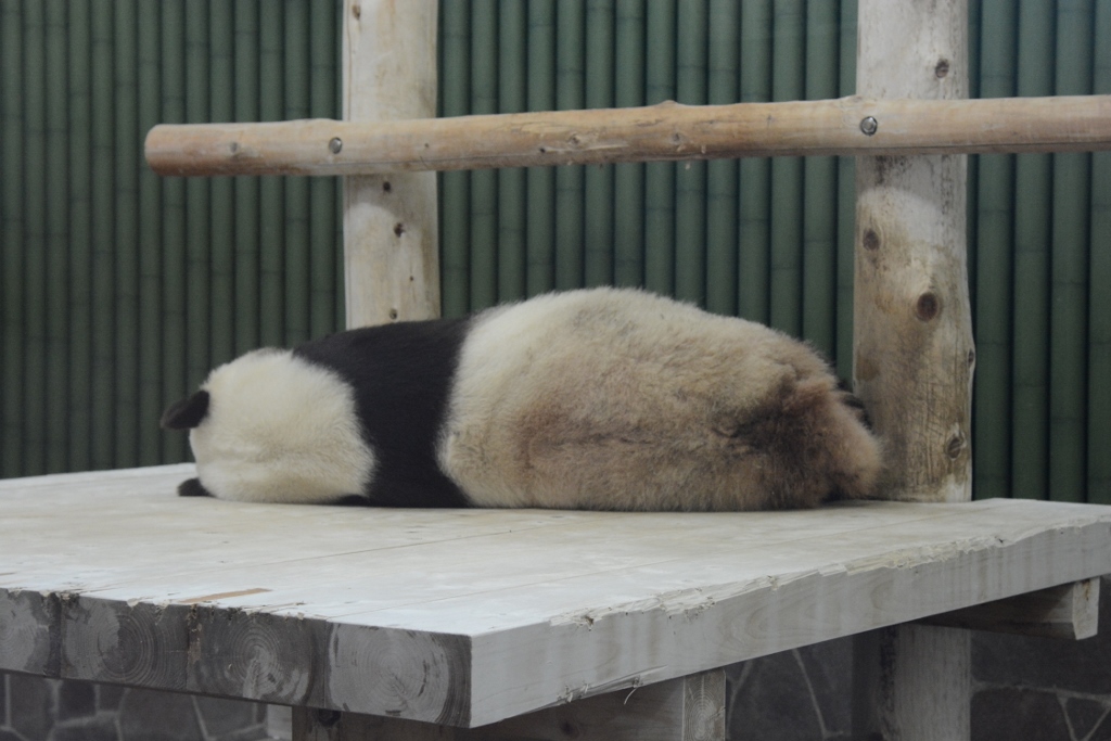 ２０１３年５月　王子動物園　筍旦旦_a0052986_07513.jpg