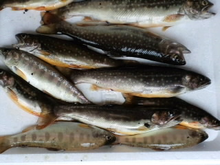 なんて美しい魚体!_d0027486_1618326.jpg