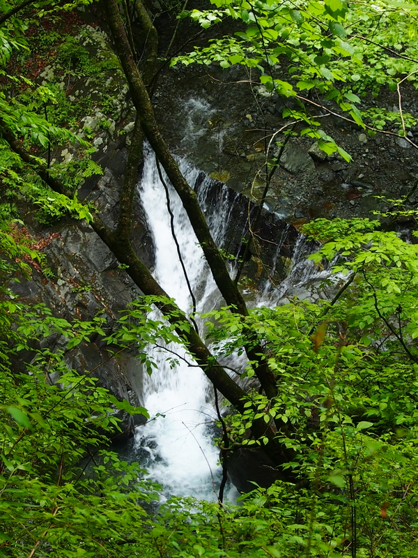 雨あがりの鍋割山へ♪ （2）　西山林道を行く～_e0195587_21213033.jpg