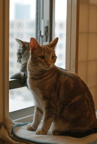 c0193788_858492.gif