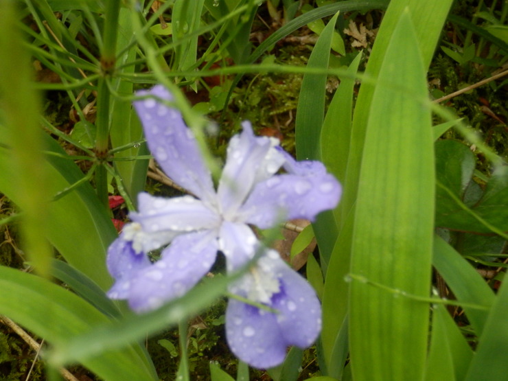 庭の花たち_e0014991_22204065.jpg