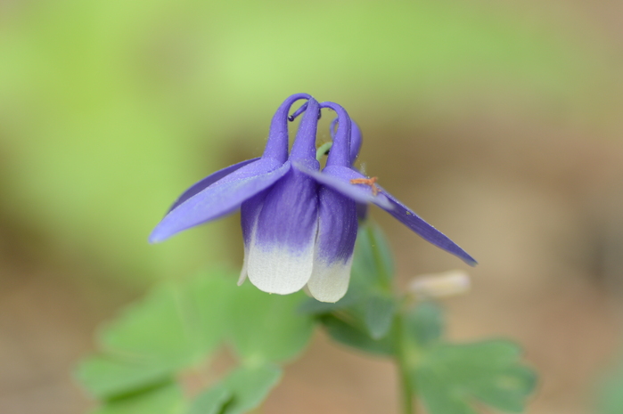 赤松の花粉の洗礼_c0301809_0505726.jpg