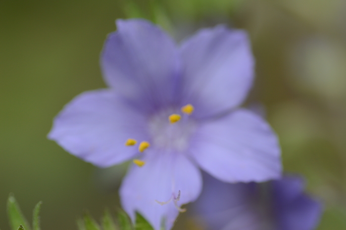 赤松の花粉の洗礼_c0301809_0583164.jpg