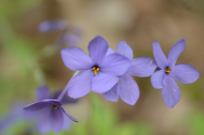 赤松の花粉の洗礼_c0301809_10223.jpg