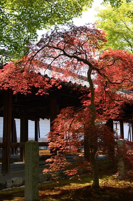 新緑巡り・東福寺 其の三_f0032011_18484837.jpg