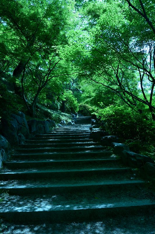 新緑巡り・東福寺 其の三_f0032011_19124382.jpg