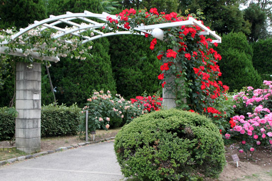 植物園　夏の花達2　ばら_e0048413_21545889.jpg