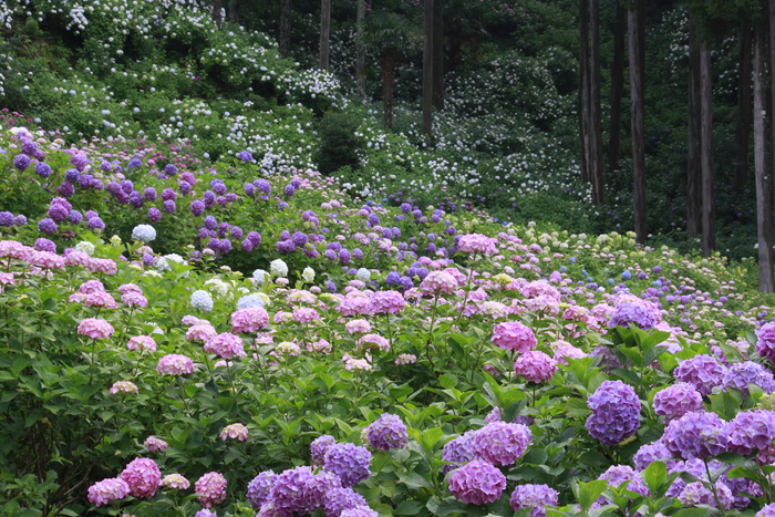 紫陽花　　（千葉県茂原市　服部農園・あじさい屋敷）_b0268615_7591766.jpg