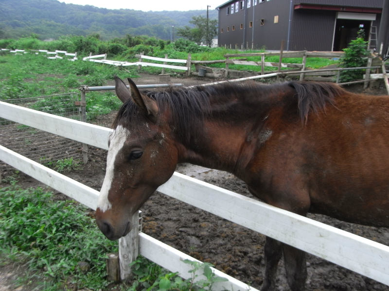 ウマなど_f0181821_11112960.jpg