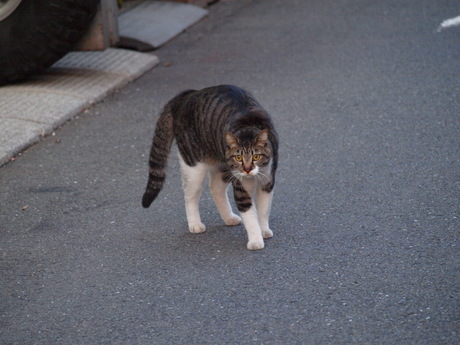 守るねこ_f0289824_23411427.jpg