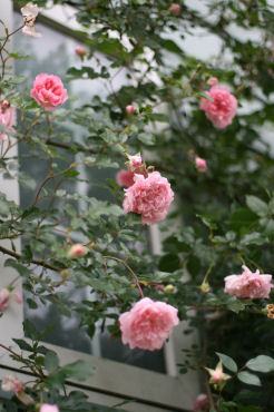 f0002534_2127228.jpg