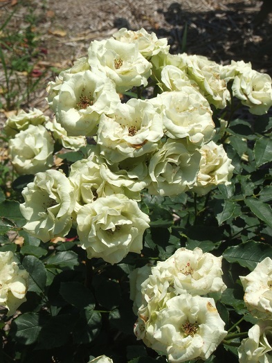 b0089338_03486.jpg