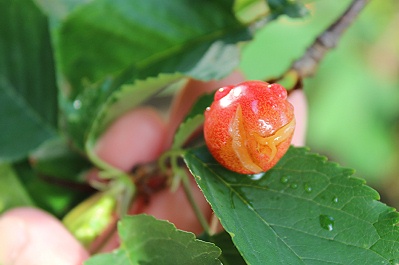 河津桜のさくらんぼは苦い おやすみ前の独り言