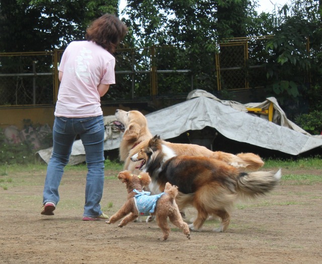 お散歩仲間と遠足へ_e0195743_1538255.jpg