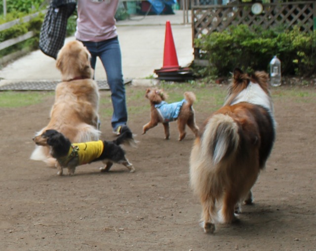 お散歩仲間と遠足へ_e0195743_1538837.jpg