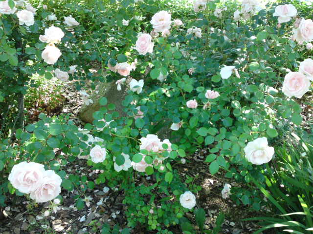 a0125045_13432697.jpg