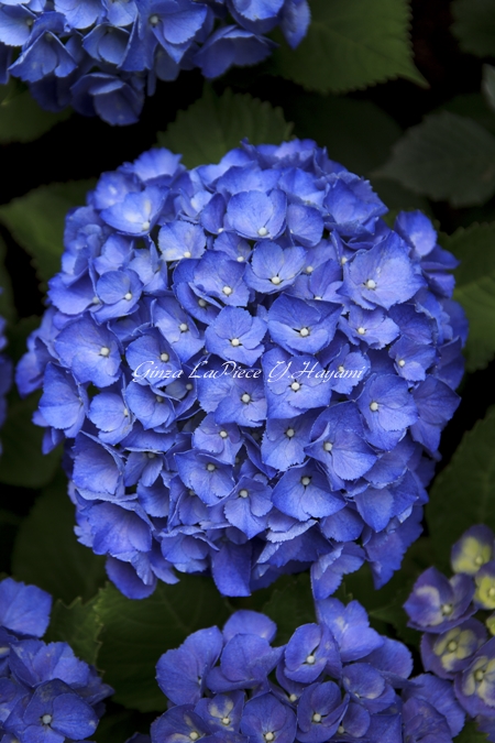 花のある風景　梅雨時の花　紫陽花_b0133053_0203628.jpg