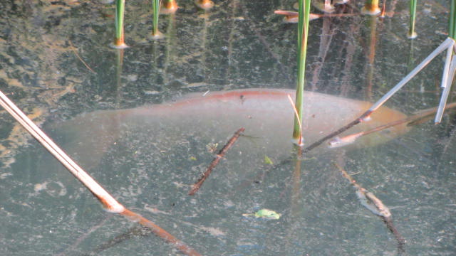 b0247153_1013295.jpg