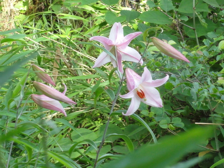 うみべの森の女王ササユリが開花中_c0108460_22425858.jpg