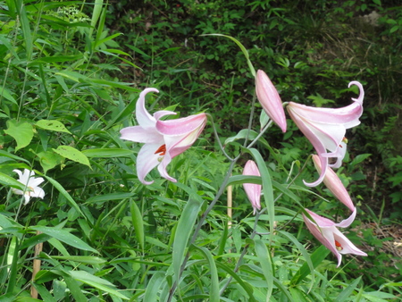 うみべの森の女王ササユリが開花中_c0108460_22443447.jpg