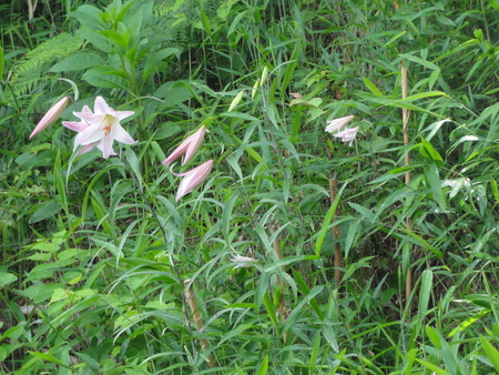 うみべの森の女王ササユリが開花中_c0108460_22465999.jpg