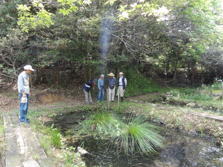 うみべの森の女王ササユリが開花中_c0108460_22531481.jpg