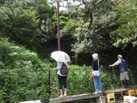 うみべの森の女王ササユリが開花中_c0108460_22534591.jpg