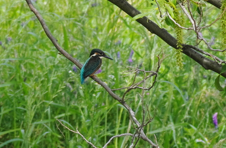 ツバメ１番子巣立ち　カワセミ幼鳥　ムクドリ_d0256061_1515661.jpg