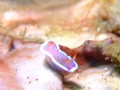 レンべのウミウシ2013☆　　　　　　　　　　　　　　　　LEMBEH_e0184067_1223063.jpg