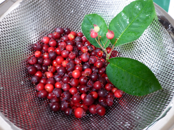 c0040472_14382447.jpg