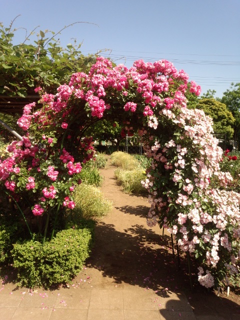 バラ_e0040673_16133094.jpg