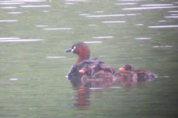 ★先週末の鳥類園(2013.5.25~26)_e0046474_1257553.jpg