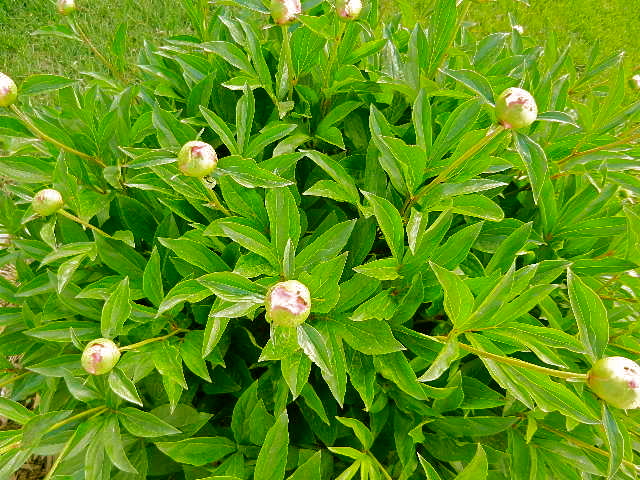 d0260278_8274413.jpg