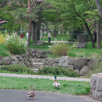 朝、中島公園で　　天気がいいと・・・・_f0182885_9742100.jpg