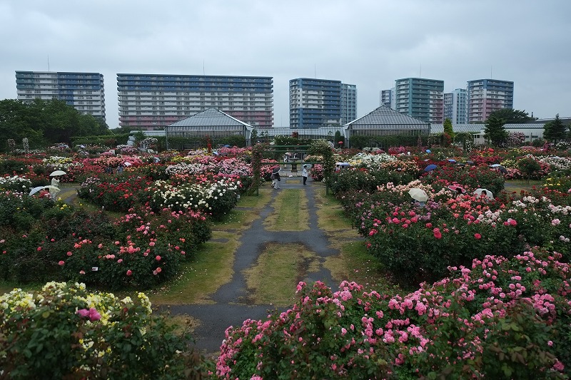 八千代市 見頃の京成バラ園に行ってきました。_f0125990_22161115.jpg