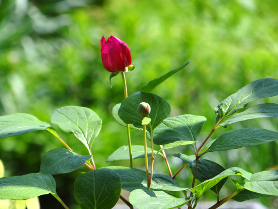 紅花ヤマシャクヤクと、庭のクマガイソウ_a0136293_17515686.jpg