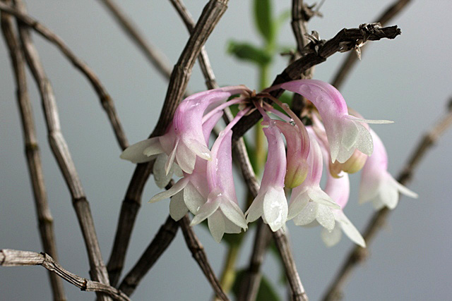 Den.lawesii Pink(ラウエシー・ピンクＴｙｐｅ)_d0007501_14493780.jpg