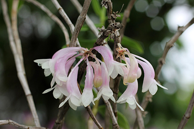 Den.lawesii Pink(ラウエシー・ピンクＴｙｐｅ)_d0007501_14521911.jpg