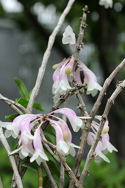 Den.lawesii Pink(ラウエシー・ピンクＴｙｐｅ)_d0007501_14545760.jpg