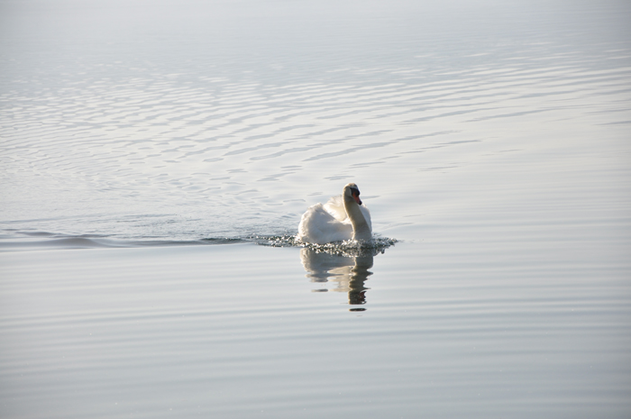 白鳥の湖_a0112204_18154699.jpg