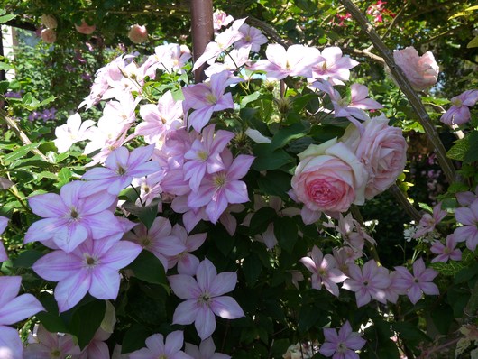 花がら摘み 花々に囲まれて 花がら摘み 花々に囲まれて