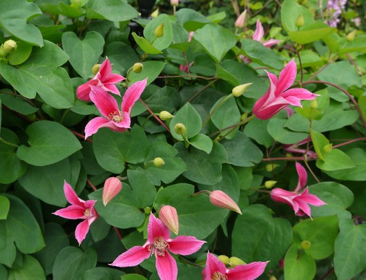 花がら摘み 花々に囲まれて