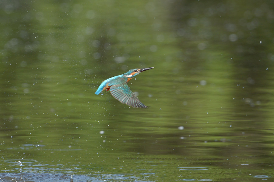 130601 池の若雄水物など_c0278820_17344051.jpg