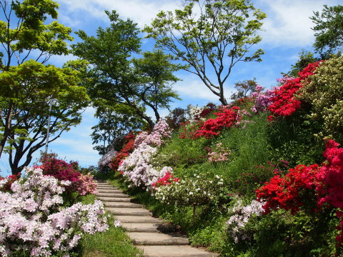 茶臼山公園ツツジ20130601（大鰐町）_b0147224_21525479.jpg