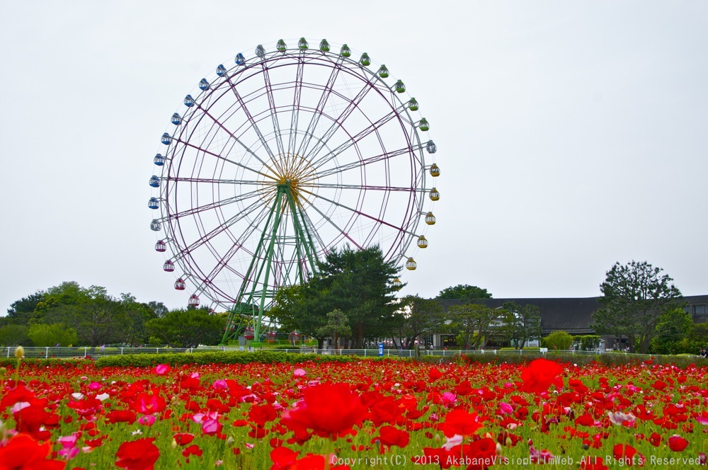 2013 JBMXFジャパンシリーズ 第2戦/ひたちなかVOL7:コース外の風景_b0065730_1214846.jpg