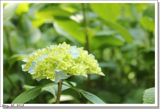 紫陽花、もうすぐ - 北鎌倉・明月院 -_e0048530_2141798.jpg