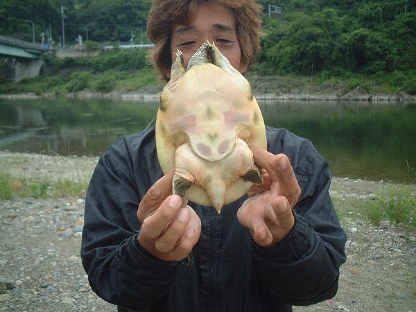 6月１日 スッポン１頭ｇｅｔ すっぽん釣りの御紹介