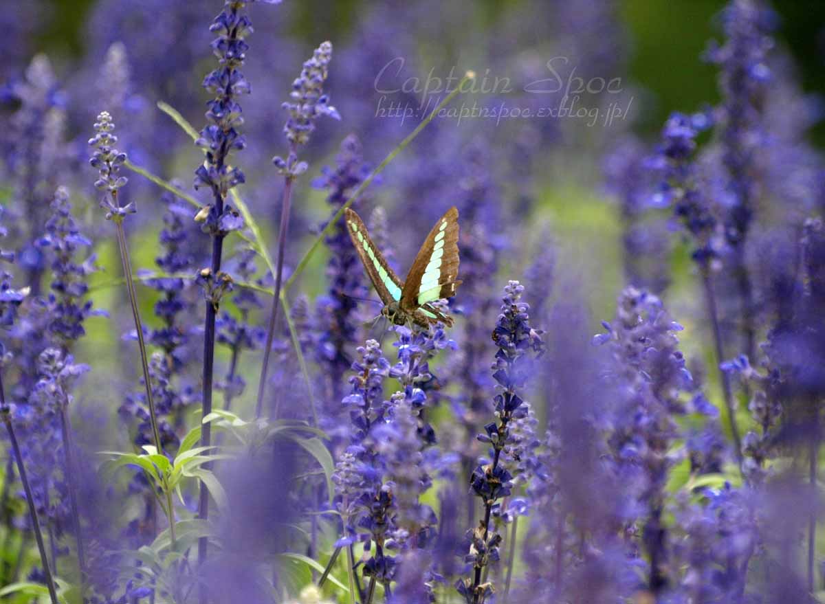 Lavender in The Expo Park_e0022047_2250164.jpg